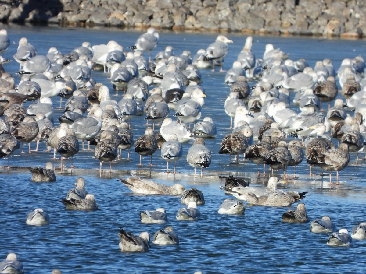 gull sp. - ML627735828