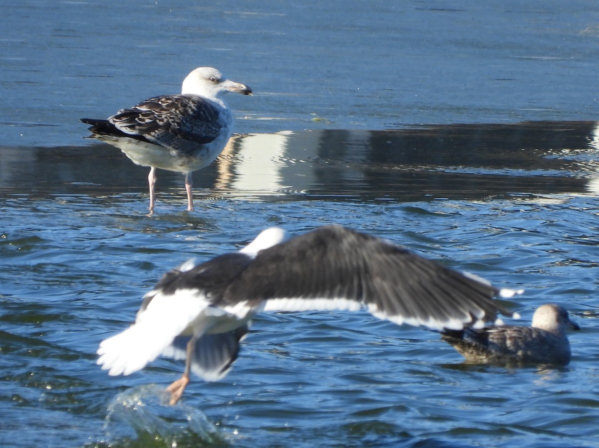 Great Black-backed Gull - ML627735830