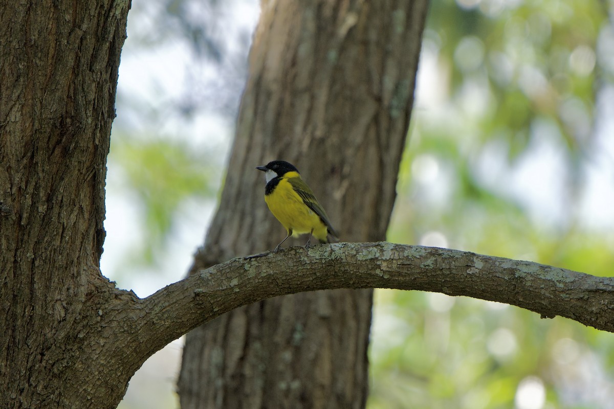 Golden Whistler (Eastern) - ML627735832