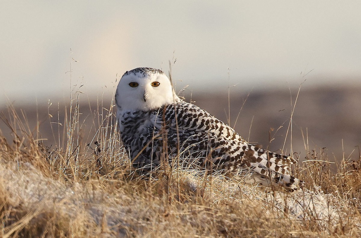 Harfang des neiges - ML627736028