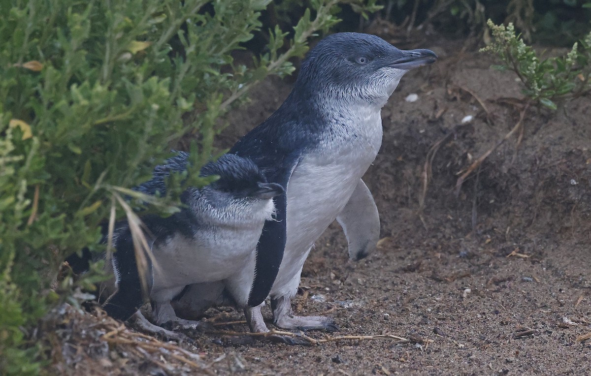 Pingüino Enano - ML627736034