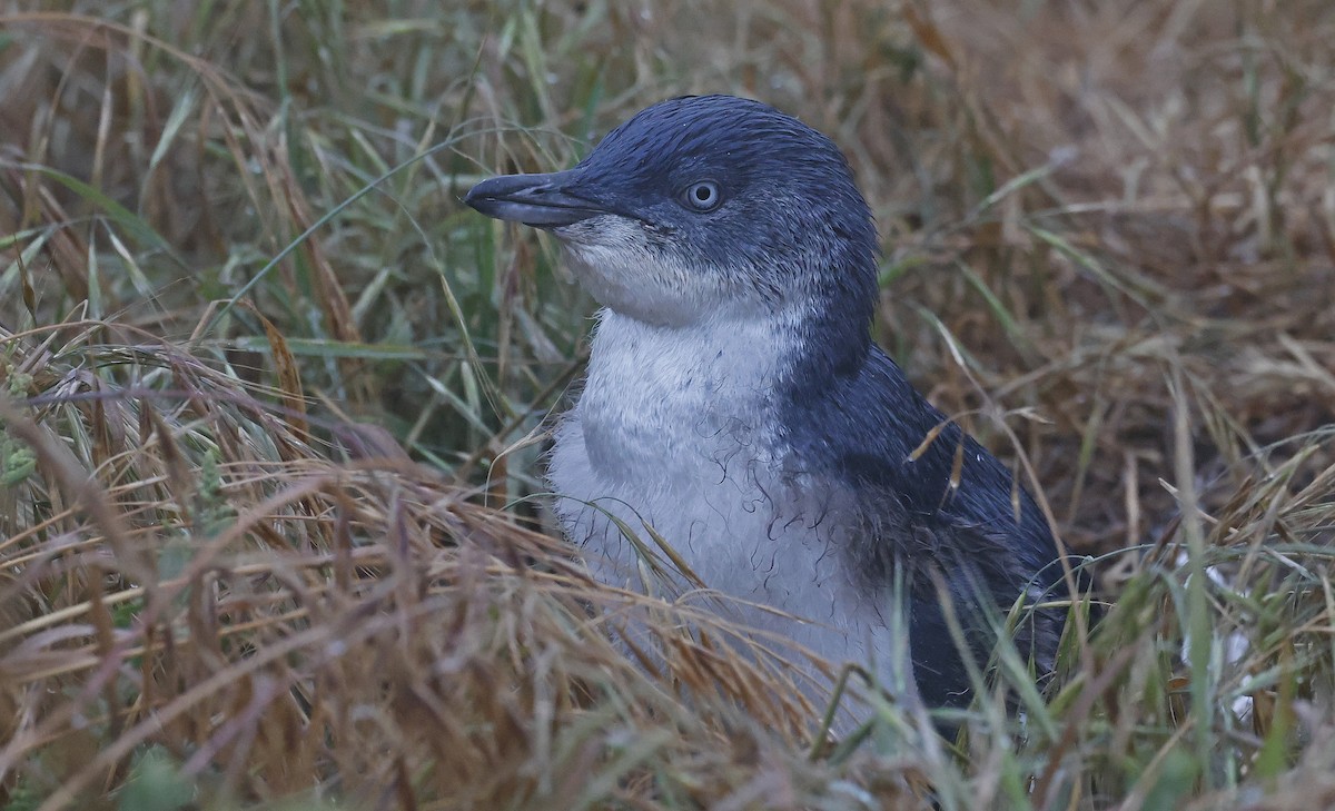 Pingüino Enano - ML627736047