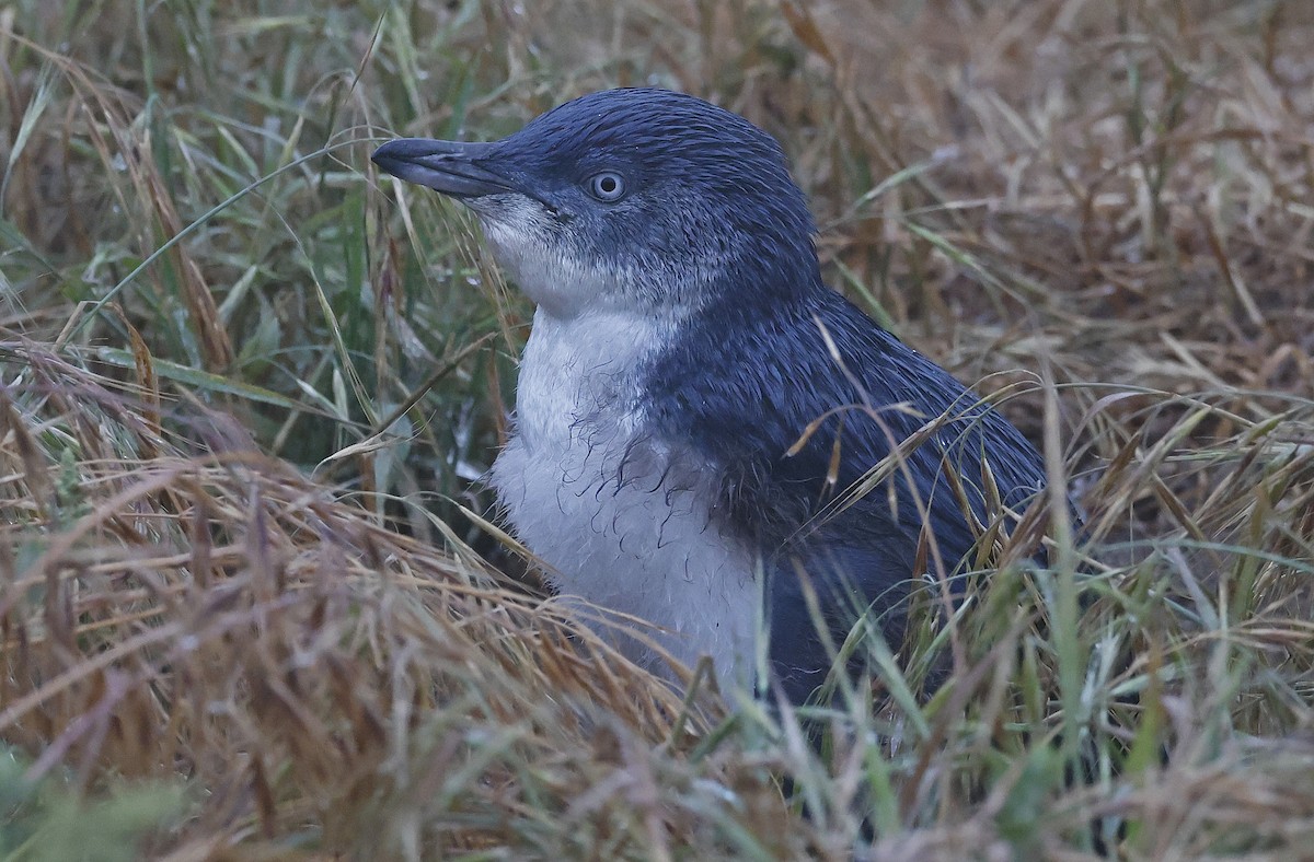 Pingüino Enano - ML627736050