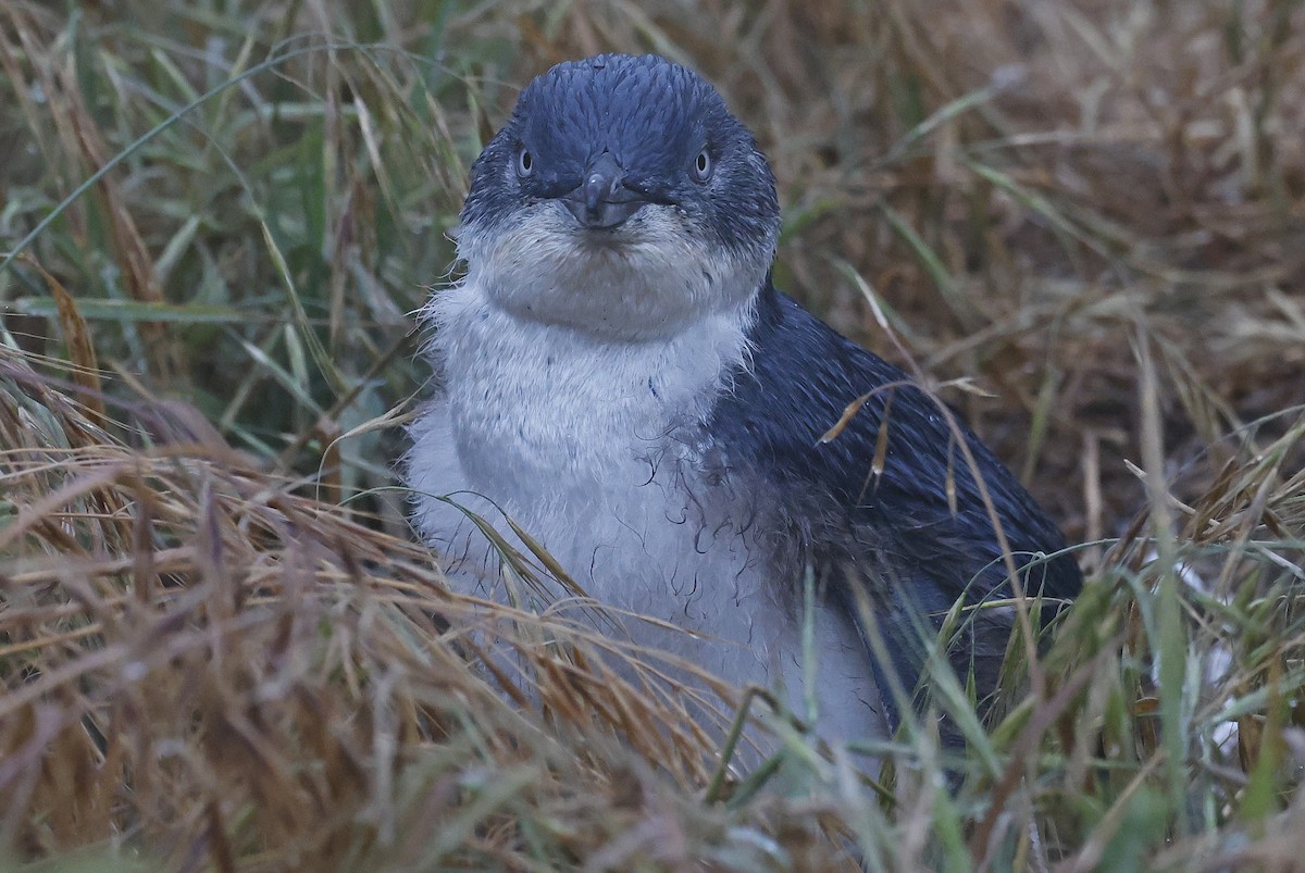 Pingüino Enano - ML627736056