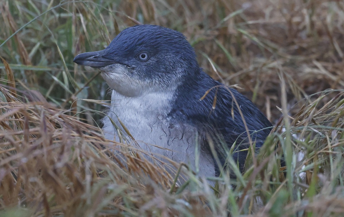 Pingüino Enano - ML627736060