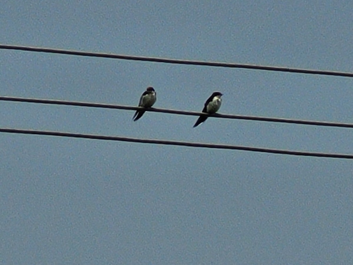 Wire-tailed Swallow - ML627736075