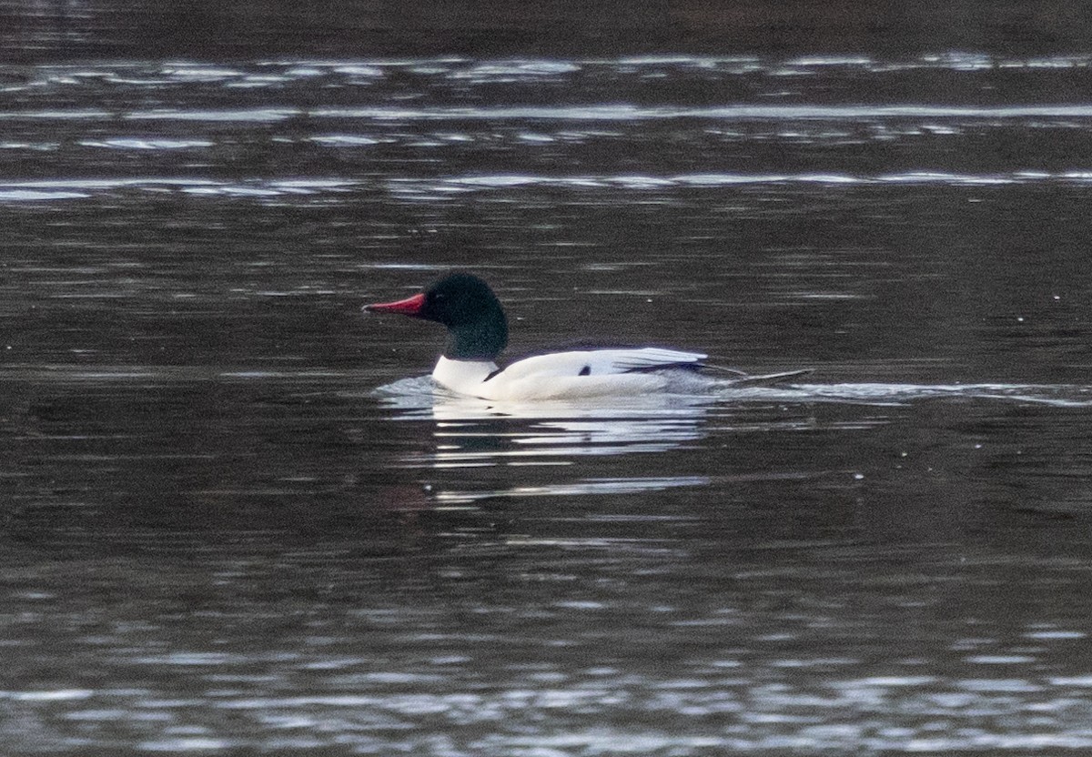 morčák velký (ssp. americanus) - ML627736205