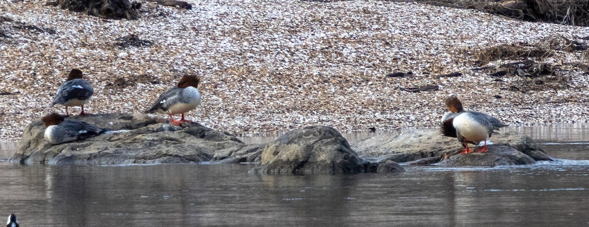 morčák velký (ssp. americanus) - ML627736206