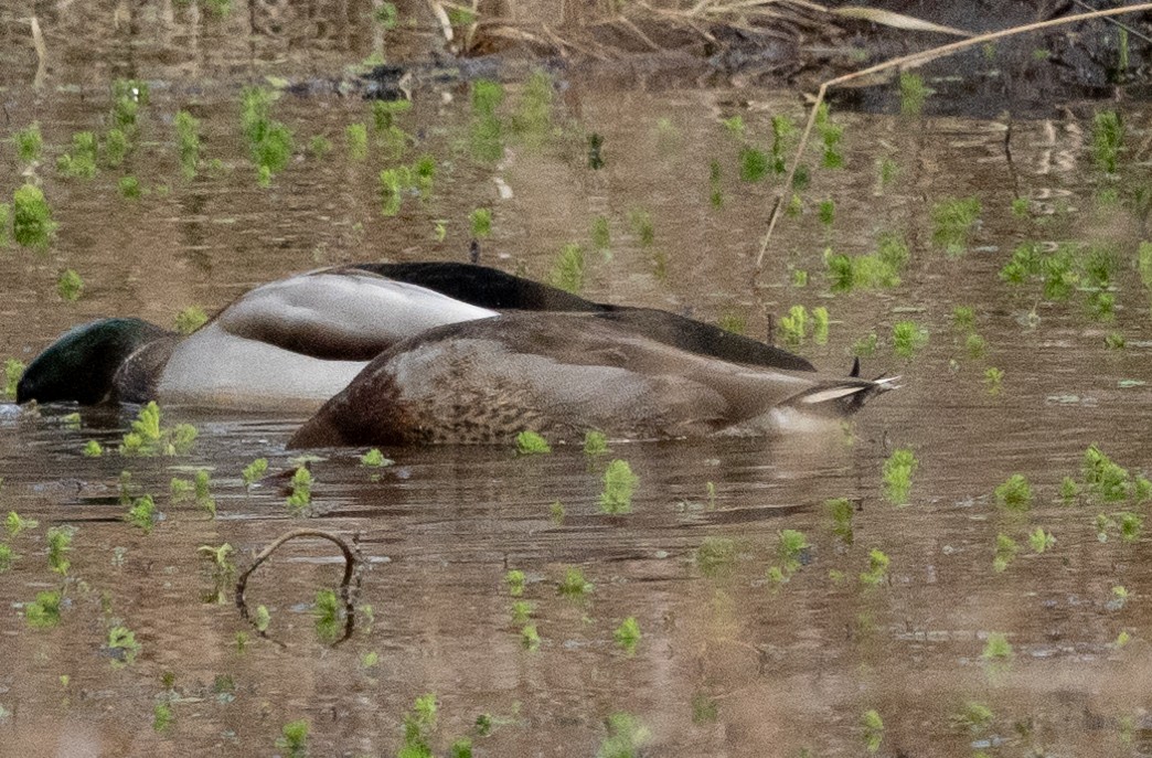 kachna divoká x tmavá (hybrid) - ML627736253