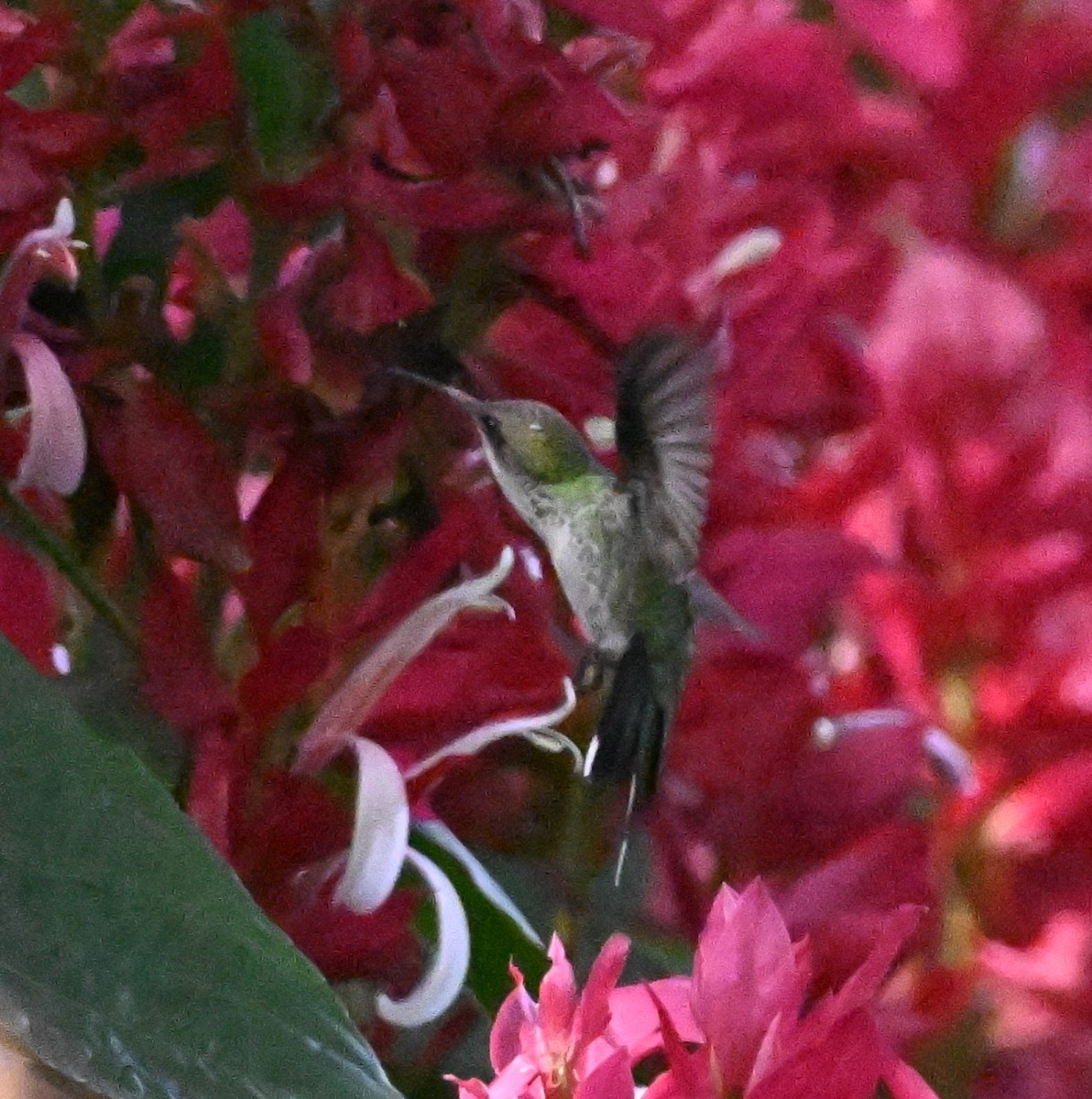 Red-billed Streamertail - ML627736257