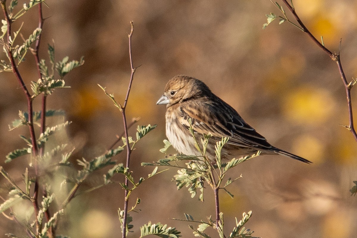 Lark Bunting - ML627736262