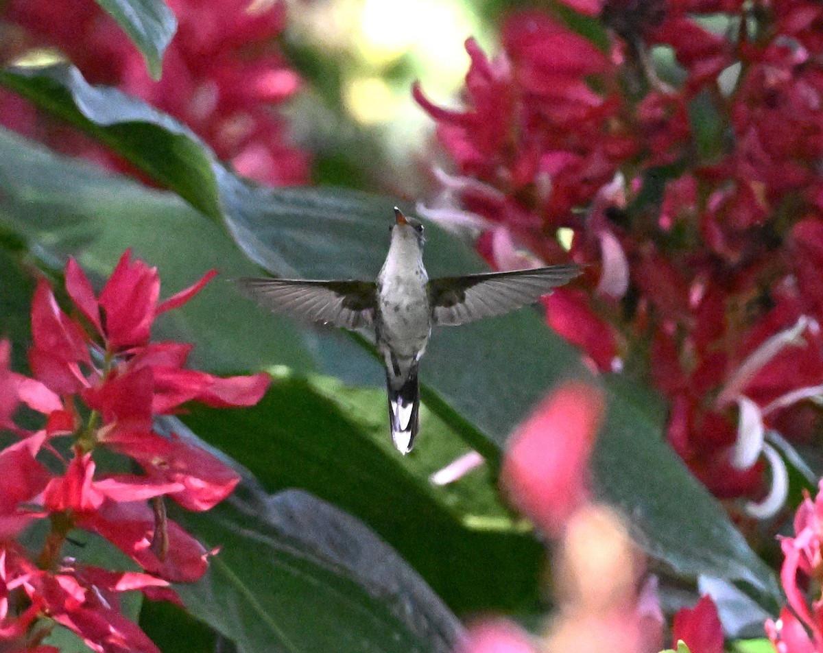 Red-billed Streamertail - ML627736273