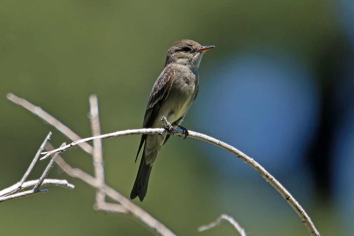 Western Wood-Pewee - ML627736445