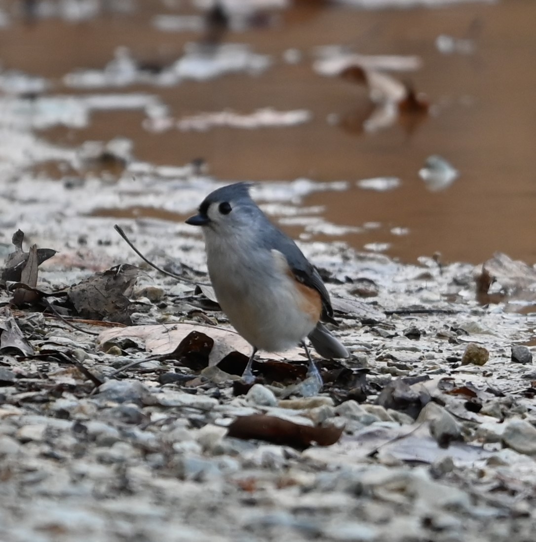 Tufted Titmouse - ML627736464