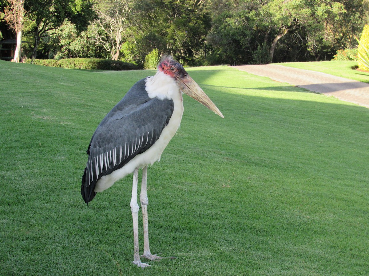 Marabou Stork - ML627736471