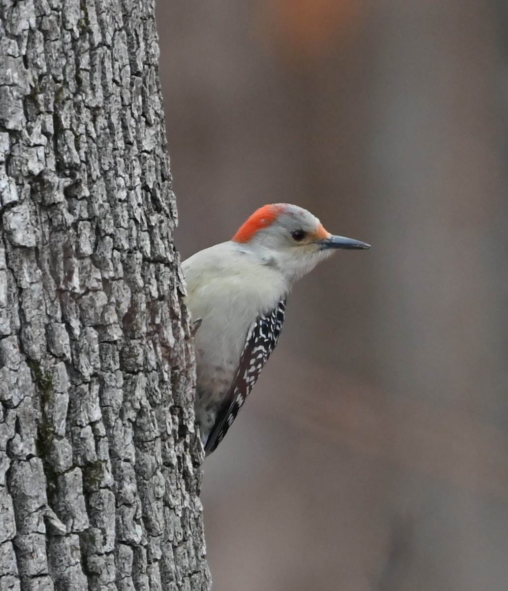 Red-bellied Woodpecker - ML627736507