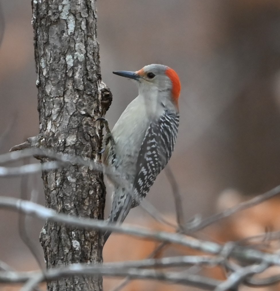 Red-bellied Woodpecker - ML627736513