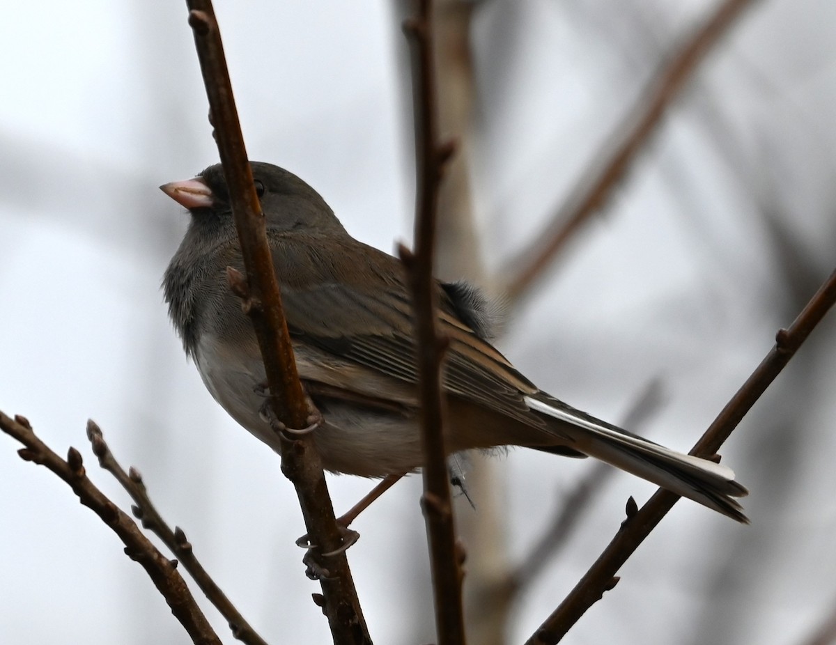 Dark-eyed Junco - ML627736552