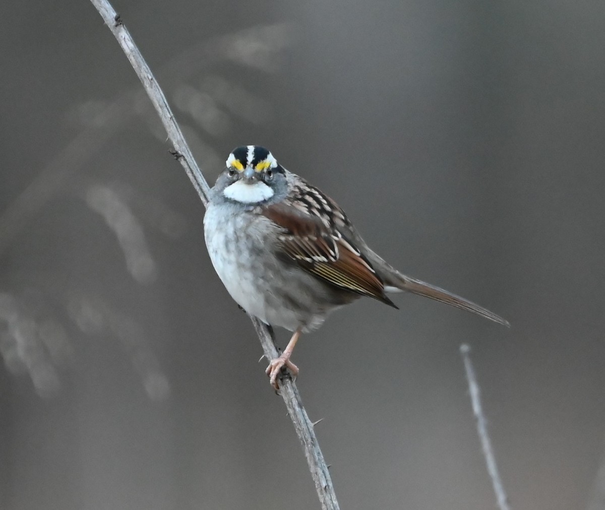 White-throated Sparrow - ML627736573