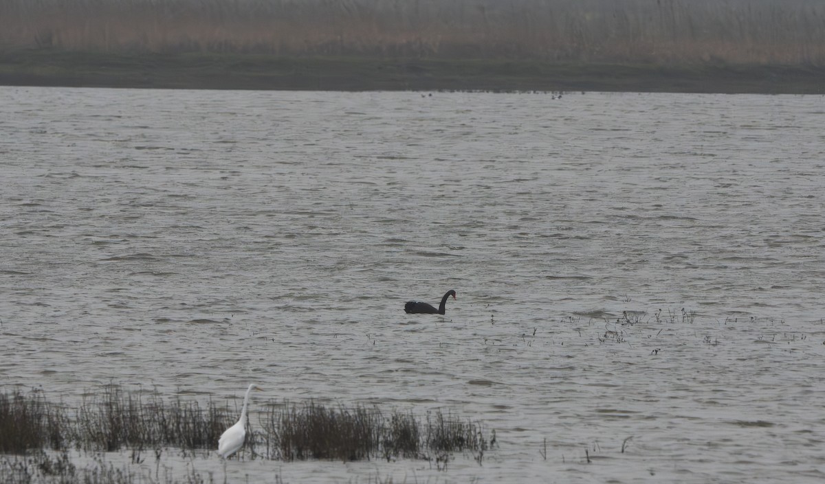 Black Swan - ML627736575