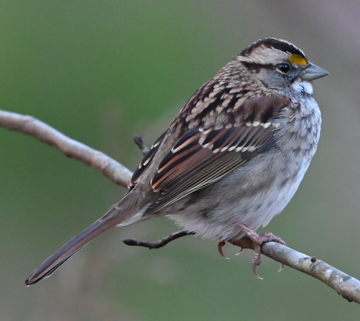 White-throated Sparrow - ML627736583