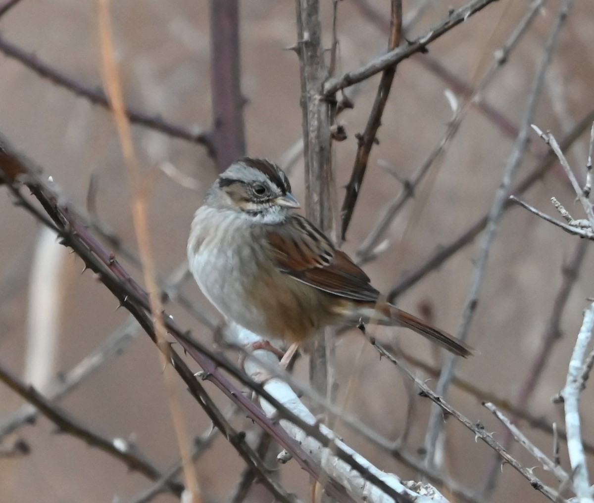 Swamp Sparrow - ML627736606