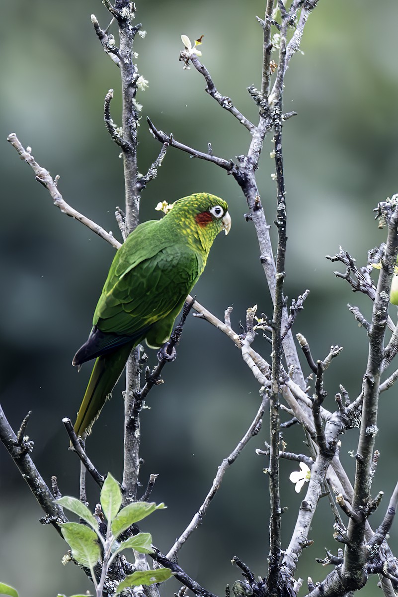 Sulphur-winged Parakeet - ML627736647