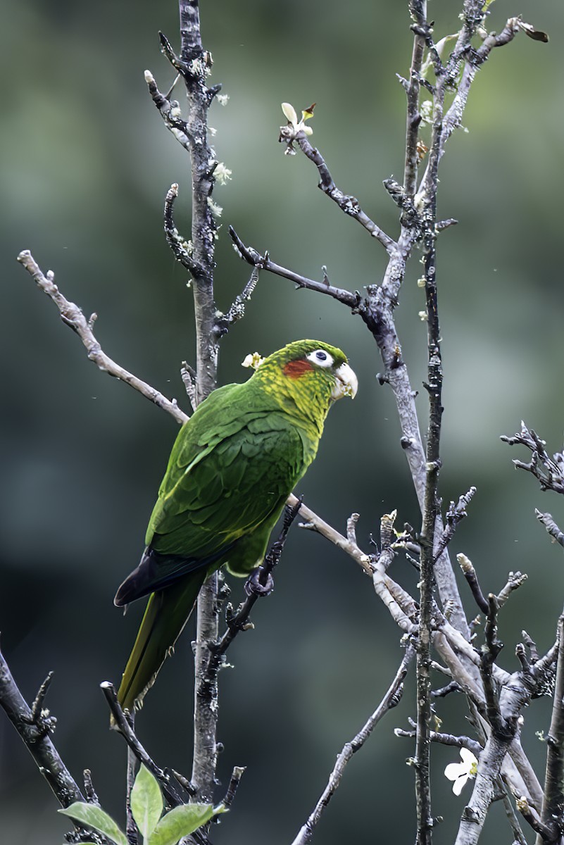 Sulphur-winged Parakeet - ML627736648