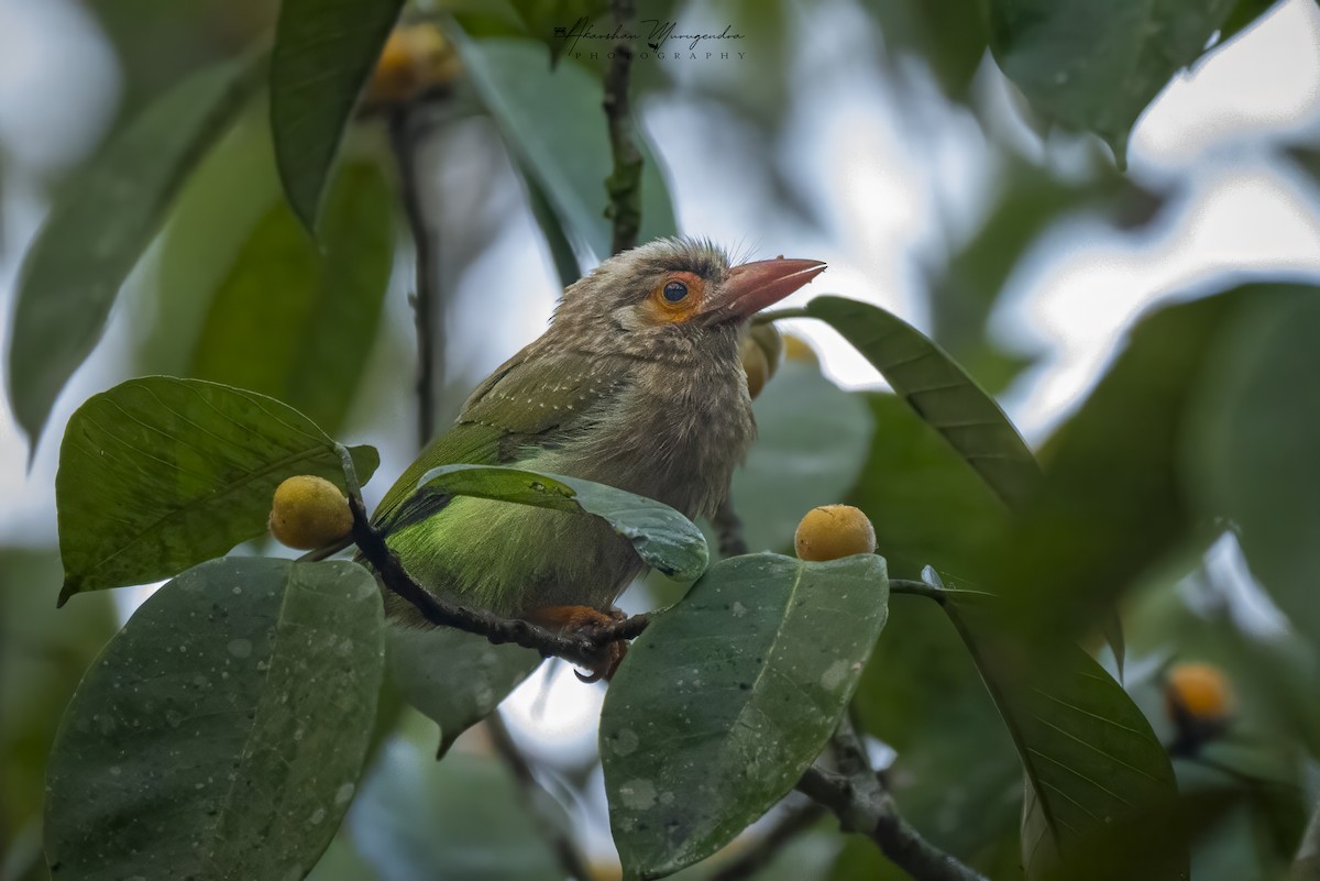 Brown-headed Barbet - ML627736660