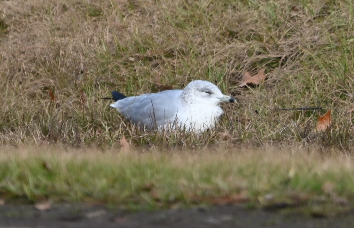 Ring-billed Gull - ML627736666