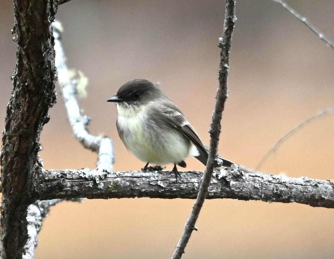 Eastern Phoebe - ML627736692