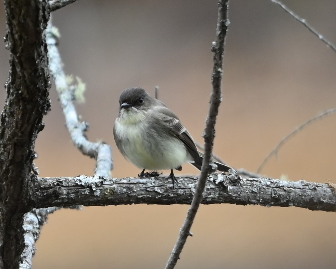 Eastern Phoebe - ML627736697