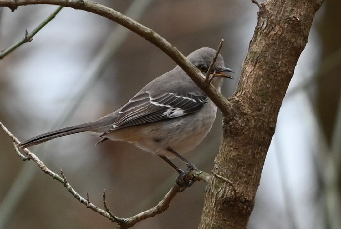 Northern Mockingbird - ML627736707