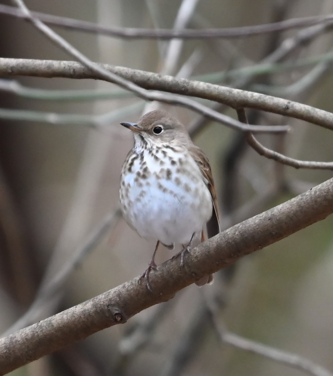 Hermit Thrush - ML627736719