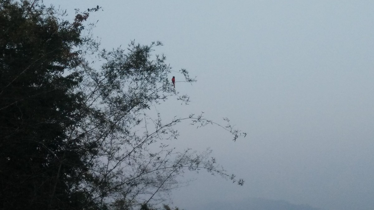 ヒイロサンショウクイ - ML627736720