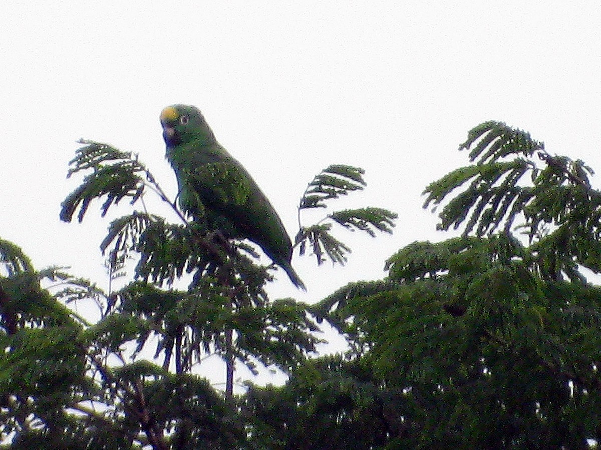 Yellow-crowned Amazon - ML627736722