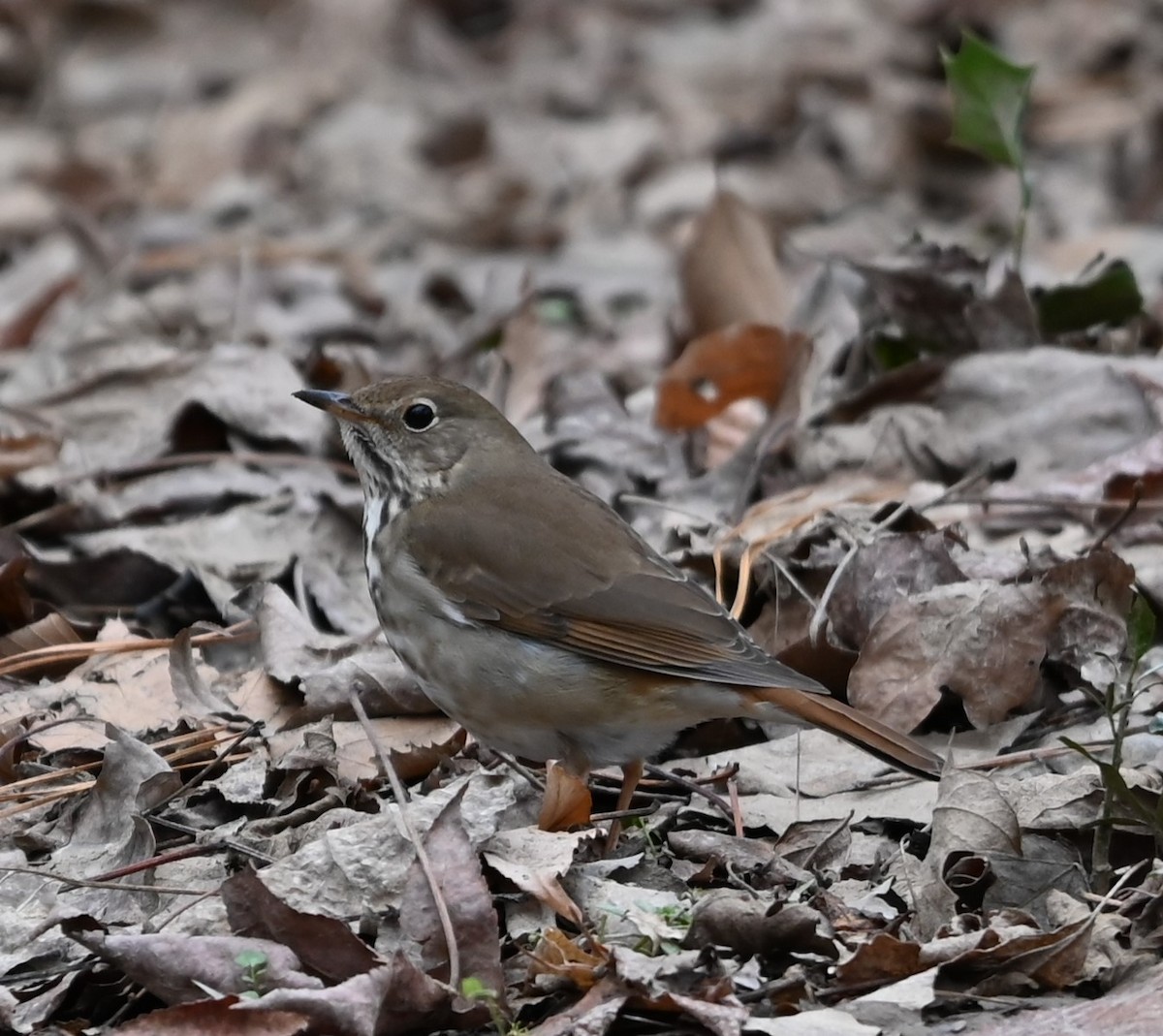 Hermit Thrush - ML627736723