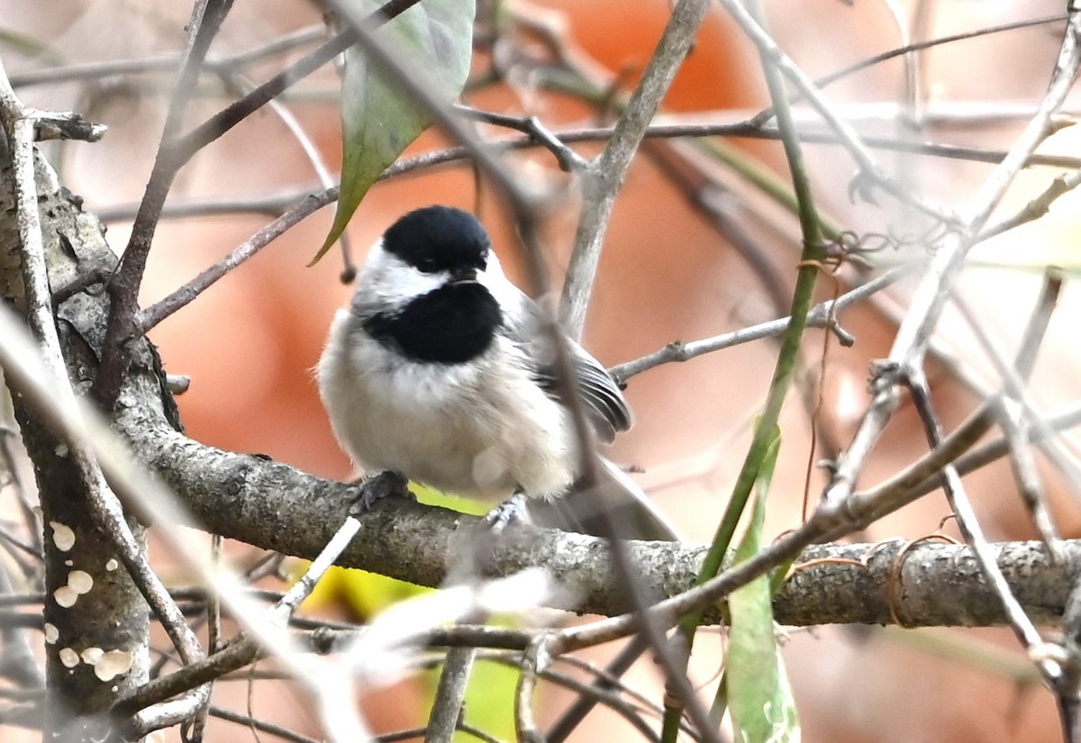 Carolina Chickadee - ML627736750