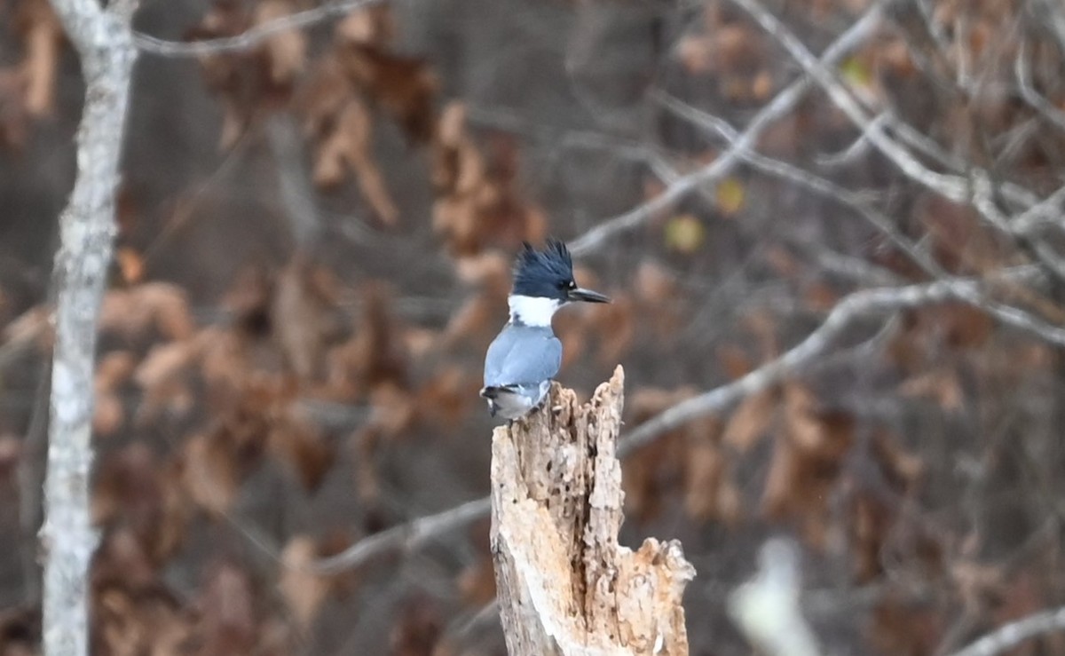 Belted Kingfisher - ML627736776