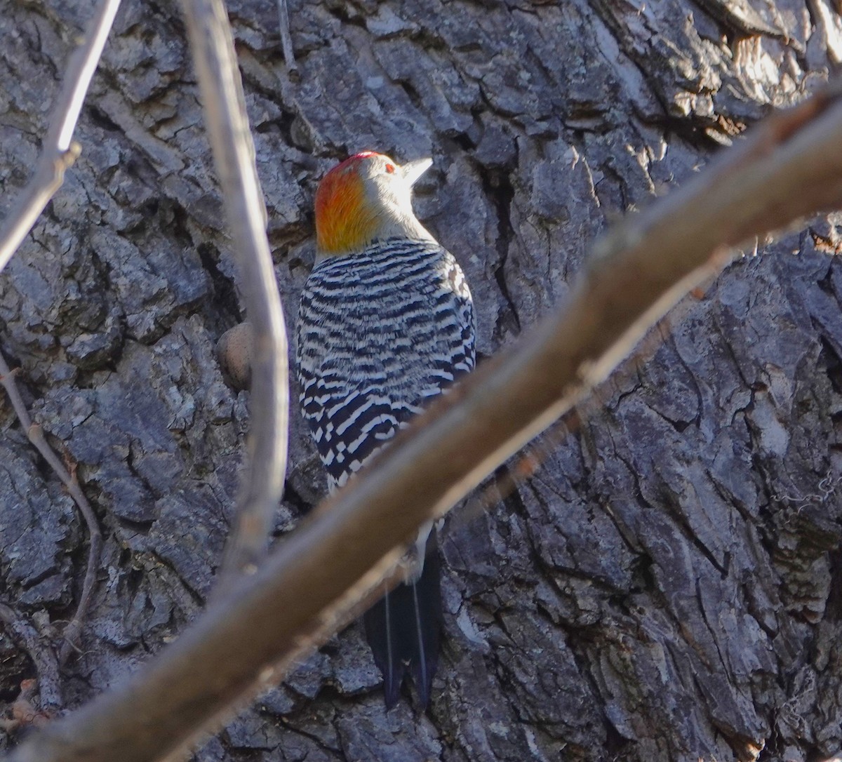 Golden-fronted Woodpecker - ML627736779