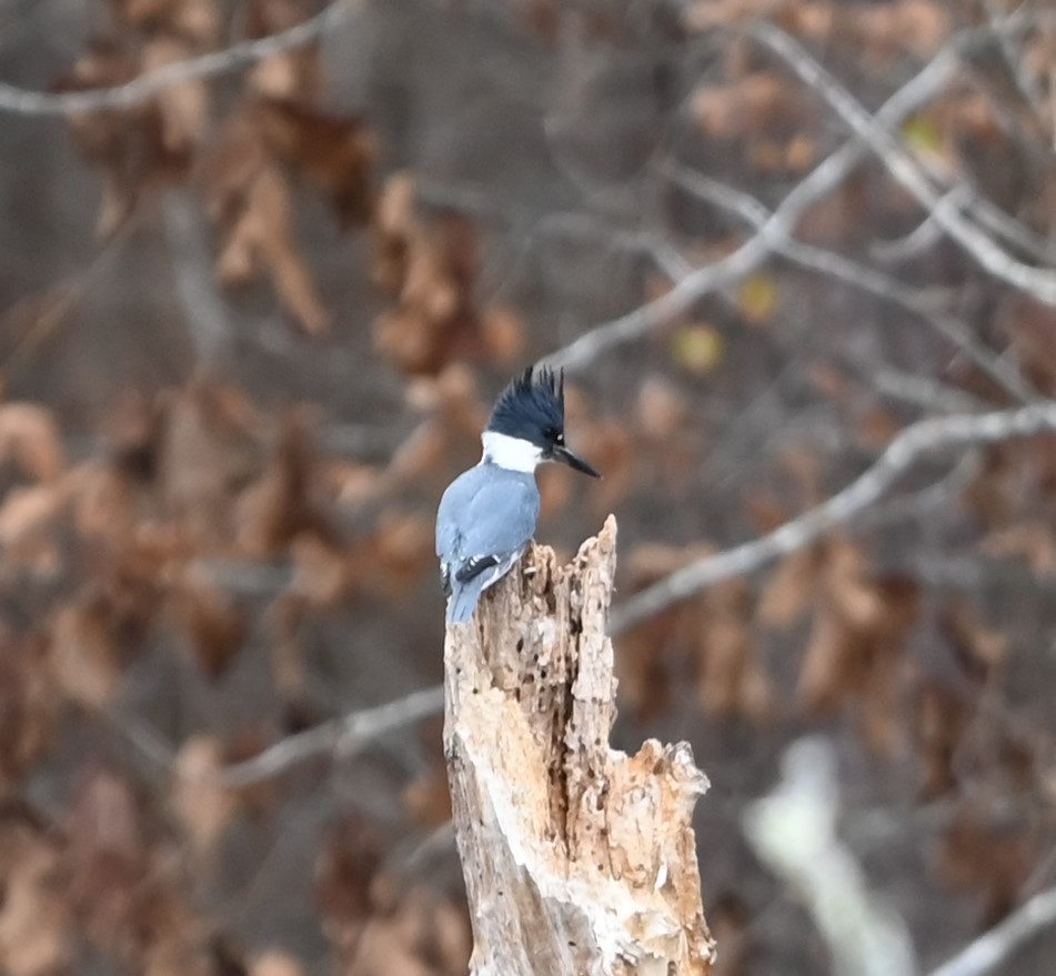 Belted Kingfisher - ML627736785