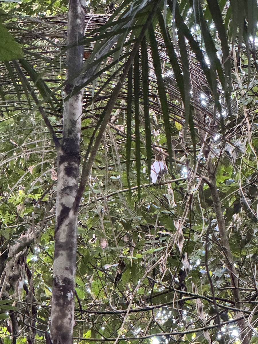 Bearded Bellbird - ML627736850