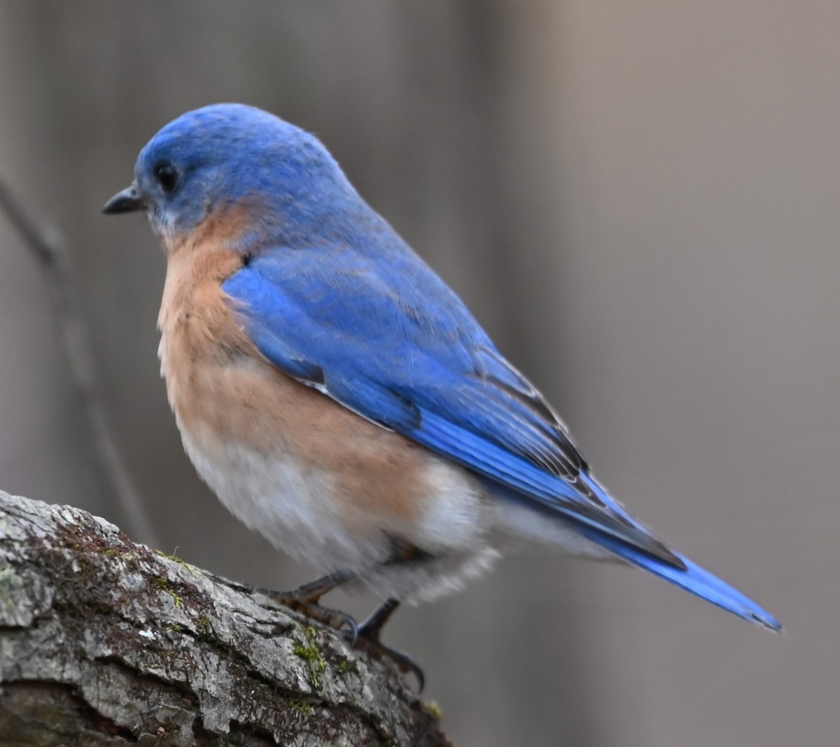 Eastern Bluebird - ML627736929