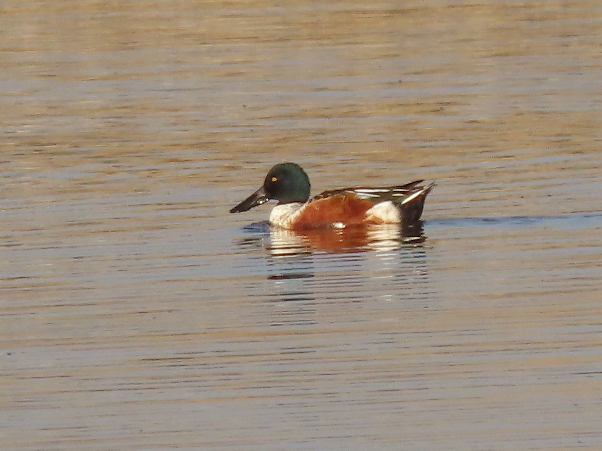 Northern Shoveler - ML627736977