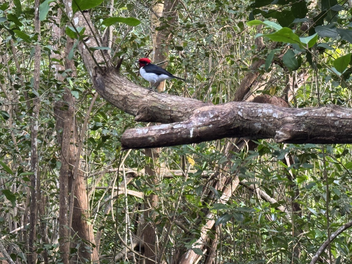 Masked Cardinal - ML627736982