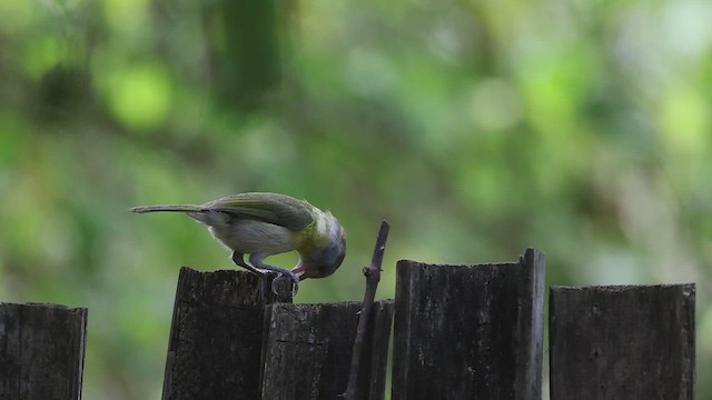 Rufous-browed Peppershrike - ML627736988