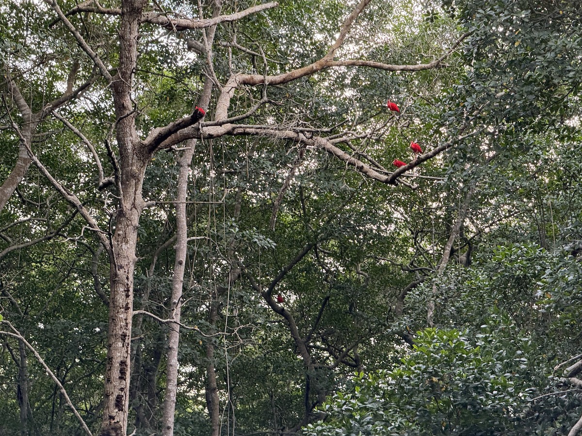 Scarlet Ibis - ML627736993
