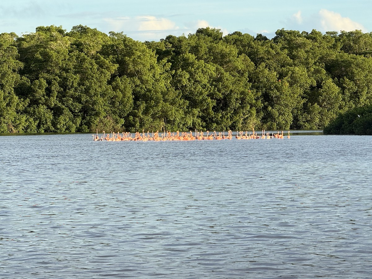 American Flamingo - Terry Nightingale