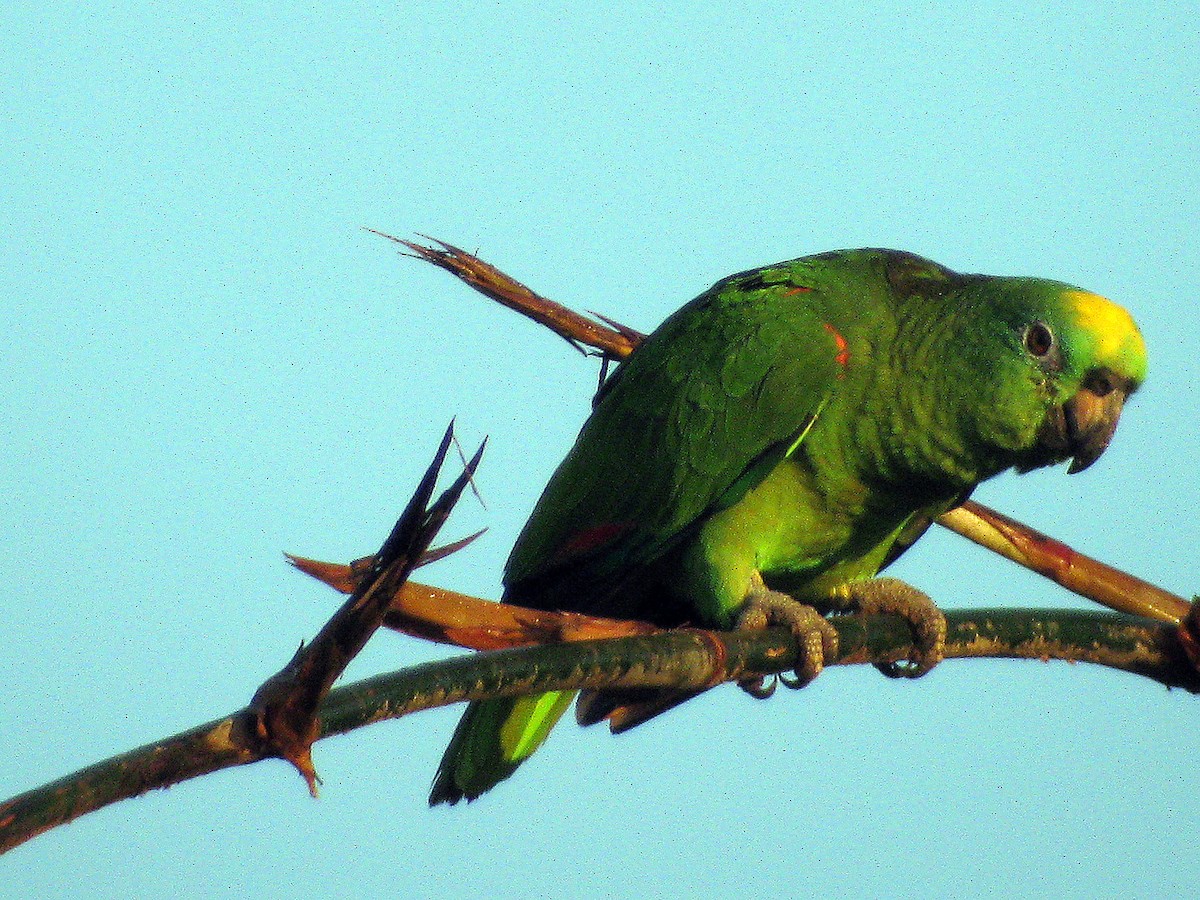 Yellow-crowned Amazon - ML627737056