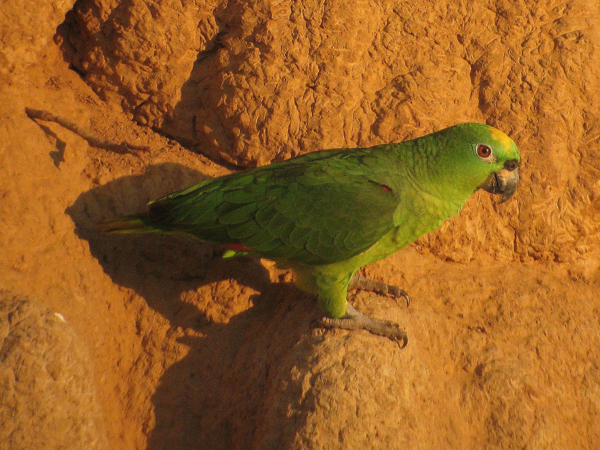 Yellow-crowned Amazon - ML627737057